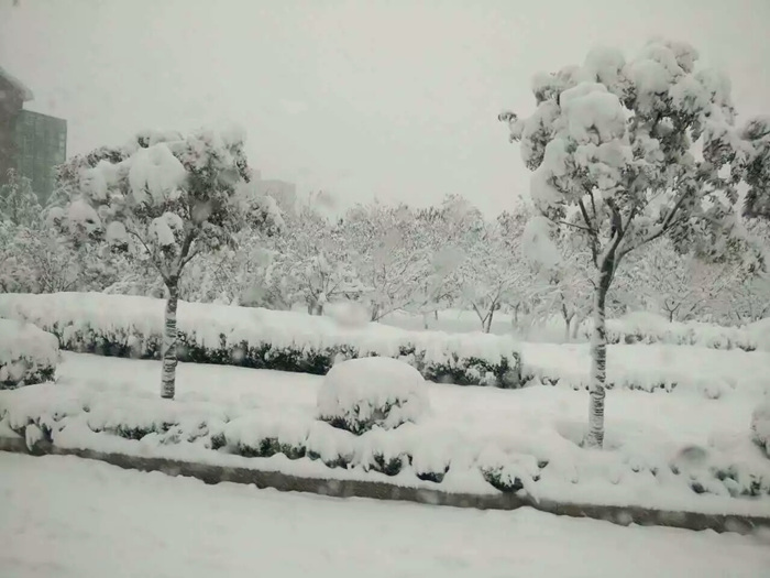 瑞雪兆丰年，踏雪乐虎88国际
