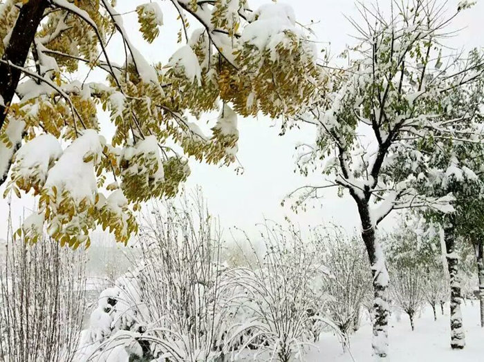 瑞雪兆丰年，踏雪乐虎88国际